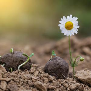 Бомбардиране със семена: алтернатива за възстановяване на природата?