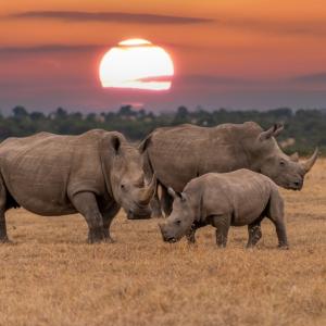 Експерти отчитат смесени резултати в опазването на носорозите