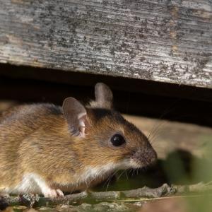 Учени от Китай откриха нов метод за лечение на депресия със стволови клетки