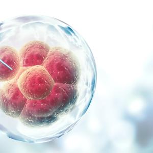 Създадоха човешка яйцеклетка от кожни клетки – пробив с потенциал за лечение на безплодие
