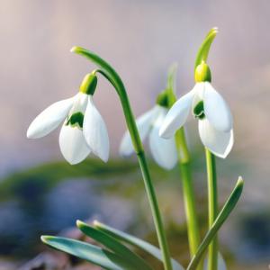 Кокичето е отровно