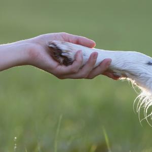 Човекът е повлиял съществено върху размера на животните през последното хилядолетие