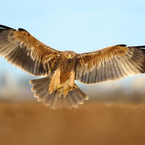 Продължават усилията да бъде спасен простреляният край Ямбол царски орел