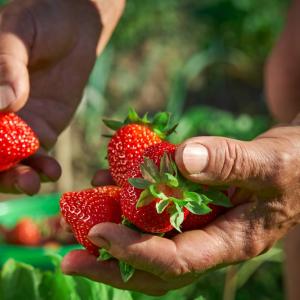 Ягодите могат да помогнат срещу деменция и депресия