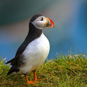 Смъртоносната доза пластмаса за морските животни е много по-ниска, отколкото смятахме