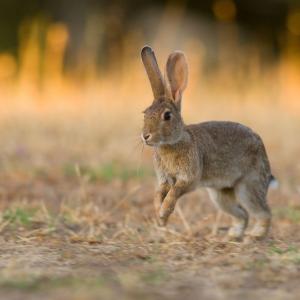 Детето пита: Защо зайчето има дълги уши