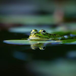 Разкриха еволюционния успех на жабите