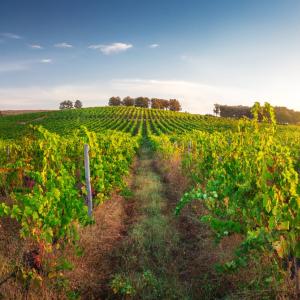 Карантинна болест заплашва българските лозя