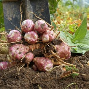 Земната ябълка: стара култура за новите климатични времена