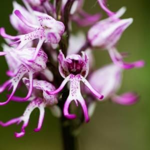 Подарявали ли са ви „голо човече“?