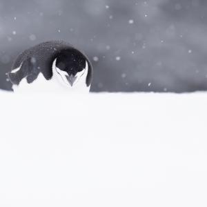 Животните успяват да спят, дори когато са в опасност