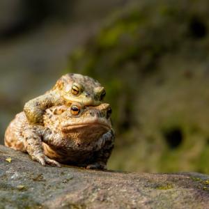 През 2005 г. хиляди жаби избухват: Един странен апокалипсис със земноводни