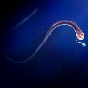 Нов тип зрителни рецептори са идентифицирани в три вида дълбоководни риби