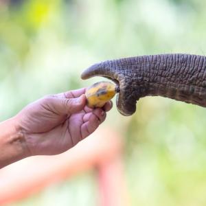 Слон в Берлинската зоологическа градина се научи да обелва банани