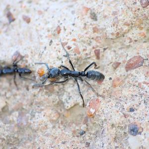 Вид мравки произвежда животоспасяващи антибиотици за лечение на инфектирани рани