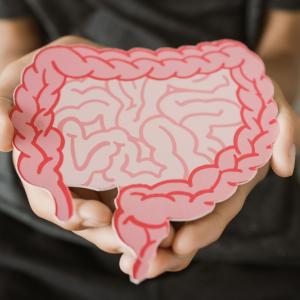 Ритмичните движения на червата може да обяснят синхронизацията в мозъка