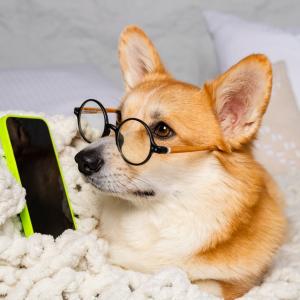 Виц: Звъни телефонът. Идва кучето, вдига