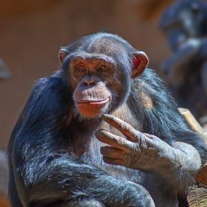Учени наблюдаваха шимпанзета да използват военна тактика