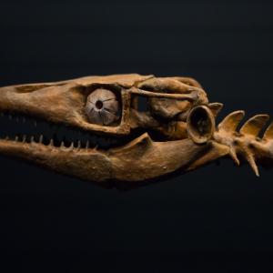 Зъб от морско влечуго показва, че мозазаврите са можели да живеят и в сладки води