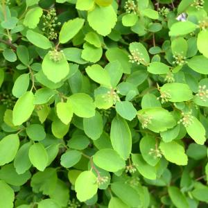 Учени откриха растителен „бактериален“ ген, който може да промени производството на лекарства