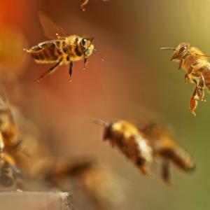 Учени изследват способността на пчелите да откриват вредни вещества в околната среда 