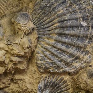 „Биотата от Хуаюан“ – нов ключ към камбрийските океани