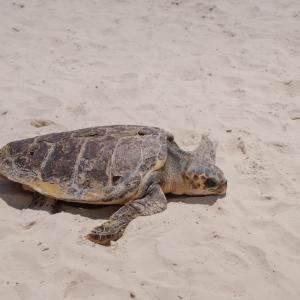 Учени разгадаха как костенурките разчитат магнитната си карта