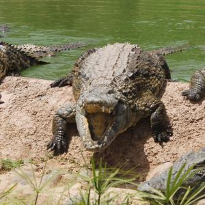 Виц: Крокодилите възникнали в Габрово