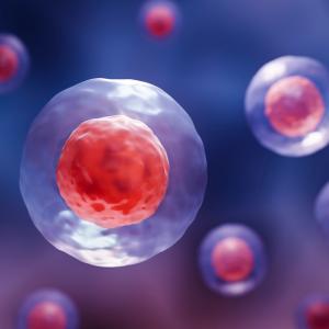 Учени откриха как да обърнат стареенето на кръвните стволови клетки