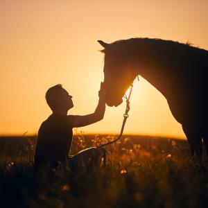 Как конете улавят емоциите ни, без да кажем и дума