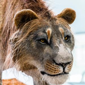 Пещерни лъвове, а не тигри са обитавали Япония