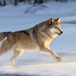 Вълците все още се страхуват от хората дори в защитени зони и гледат на него като 