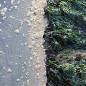 Австралийски учени създадоха преносим биосензор за бързо откриване на „вечни химикали“ във водата