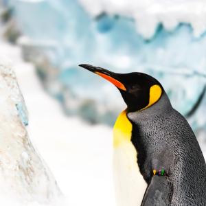 Императорският пингвин официално е застрашен вид