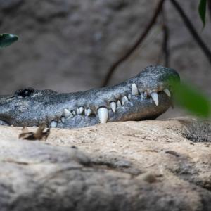 Древни крокодили са дебнели плячката си от клони като леопарди