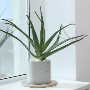 Едно от най-издръжливите растения – алое вера