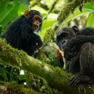 Шимпанзетата бонобо имат най-дълга памет – до 25 години, установи проучване