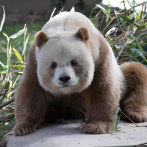 Мистерията на единствената в света кафяво-бяла панда в плен е разплетена с помощта на генетиката