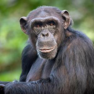 Шимпанзета влязоха в смъртоносен конфликт след разцепване на общността