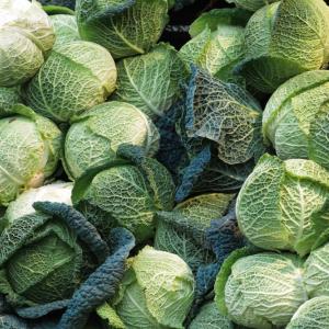 Откриха ген, свързан със заболяване при кръстоцветните растения 