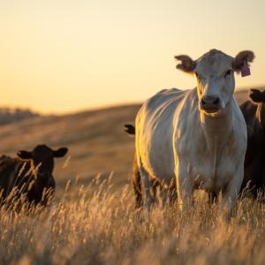 Кравите имат най-добри приятелки