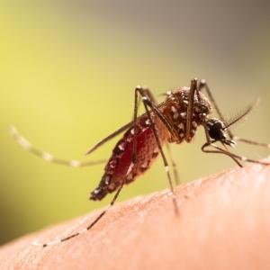 Комари бяха открити за първи път в Исландия – възможен знак за промени в екосистемата