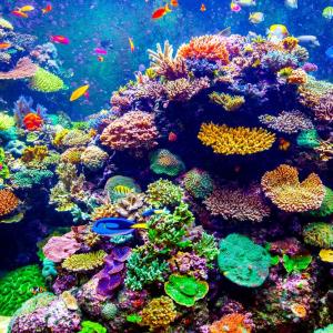 Кораловите рифове и изменението на климата