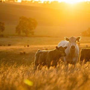 Учени променят чревната микробиота на крави, за да не замърсяват околната среда 
