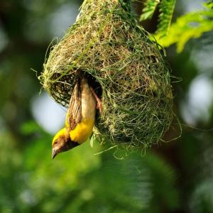 Птици по света използват звуци, наподобяващи 