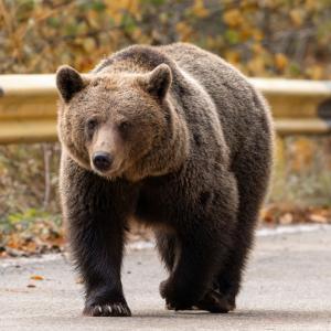 Как да реагираме при среща с мечка