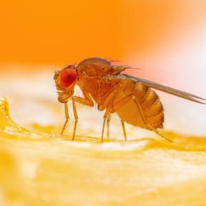 Осъществиха прехвърляне на поведение между видове чрез манипулацията на един-единствен ген