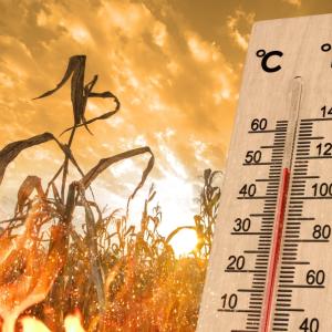 Лятото на 2024 г. – над 62 700 смъртни случая в Европа заради жегите
