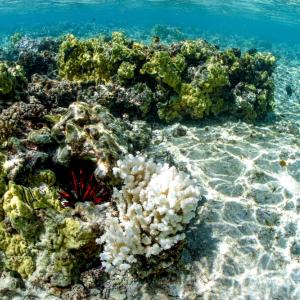 Избелването на коралите в световен мащаб продължава да се влошава 