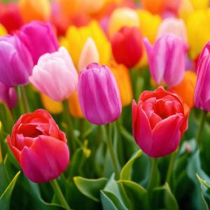 За лалетата с любов – 5 любопитни факта 